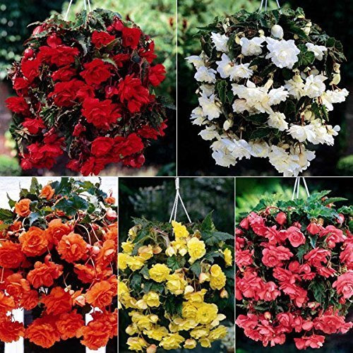 Large non-stop TRAILING BEGONIA Summer Flowering Bulbs Corms (12)