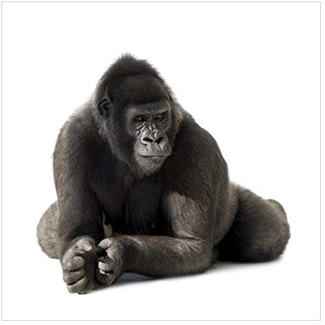 Bilderwelten Gorilla Fototapete Tiere inkl. Kleister 192x192cm - Vliestapete Made in Germany - Tiertapete Schlafzimmer - Fototapete Tiere - Wandtapete Wohnzimmer Flur T_1660