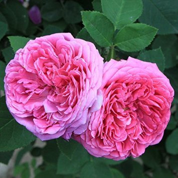 von DUBU 50 Samen Erbstück rosa Damast-Rose Bush Blumensamen