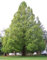 25 Chinesischer Rotholz-Baum-Samen /