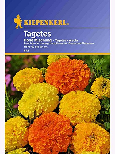 Tagetes Hohe Mix von Kiepenkerl