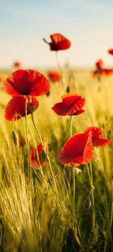 kornfeld avec motifs de coquelicots tT294 90 x 200 cm-grain case agriculture