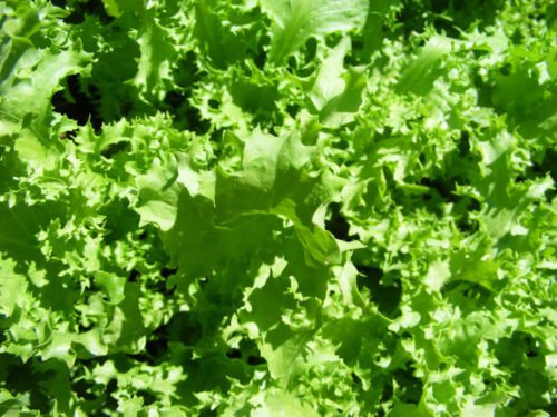 Seed Indivia: Salad King Indivia seme dolce 100:Graines