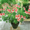 220 Pcs Geranien Samen Stehend - Pelargonium - Gartendeko Für Draußen, Balkonpflanzen Geranien Pflanzen Samen Mehrjährig, Blumenwiese Samen Mehrjährig, Herbst Deko Saatgut Blumenbeet,