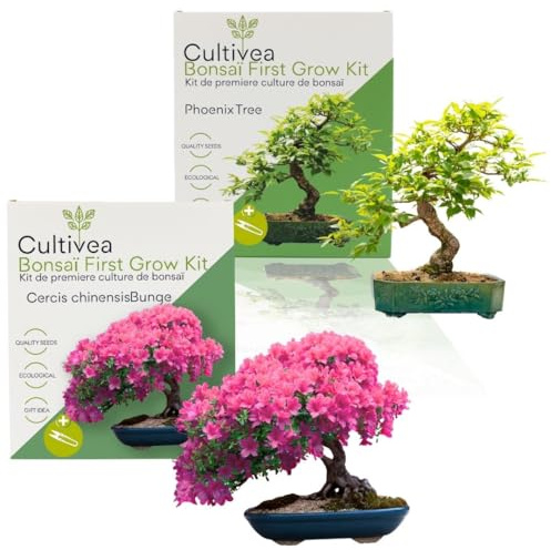 Cultivea First Bonsai-Kits, 2er-Set: Cercis Chinensis & Phoenix Tree – Bausätze für die erste Kultur, fertig zum Wachsen, mit Samen und Zubehör – originelle Geschenkidee für Gartenarbeit | Made in