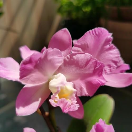 Cattleya orchideen 55samen gartenblumen | Trockenheitsresistent