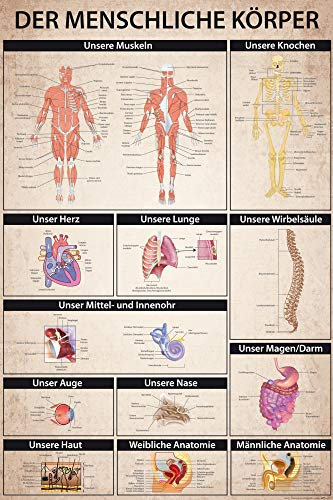 1art1 Der Menschliche Körper XXL Poster Anatomie, Muskeln Knochen Organe Plakat | Bild 120x80 cm
