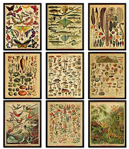 AKBOK Vintage Botanical Poster Set: 9pcs Butterfly & Flower Chart Identification Education Poster, Unframed 8 x 10 Inch, Home & Multiple Rooms Wall Art Decor