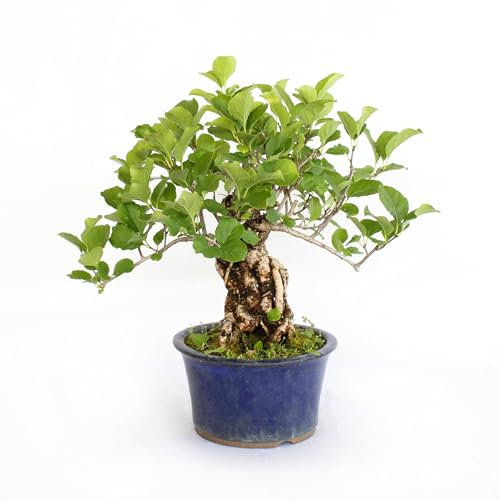 KENTIS – Bonsai Celastrus Orbiculatus – Bonsai Hergestellt in Japan – Echte Original Japanische Outdoor-Pflanzen – H 30–40 cm, Keramiktopf Ø 16 cm