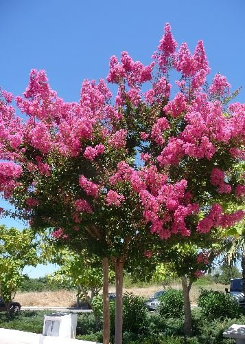 TROPICA - Lilas des Indes violet (Lagerstroemia indica violacea) - 200 graines- Magie tropicale