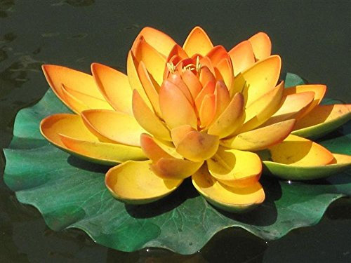 SwansGreen Lotusblüten-Samen, seltene Farbe, perfekte Gartenpflanze, Label: Lotus5 Chinse Seerose 5