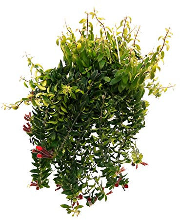 POWERS TO FLOWERS - AESCHYNANTHUS RASTA, pianta vera