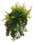 POWERS TO FLOWERS - AESCHYNANTHUS RASTA, pianta vera