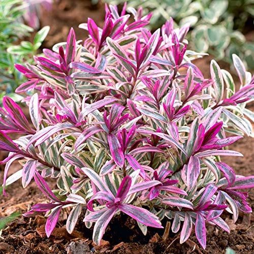 Hebe Coeur briseur | Arbuste à feuillage persistant à fleurs panachées | 15-25cm (pot inclus)