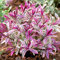 Hebe Coeur briseur | Arbuste à feuillage persistant à fleurs panachées | 15-25cm (pot inclus)