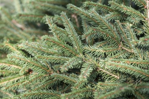 Nestfichte 20-30 cm Topf Picea abies Zwergkonifere winterhart immergrün | Picea abies, nestartig flacher Wuchs, 30-50 cm hoch, sonnig bis halbschattig, Steingarten und Kübel, frosthart bis -30 °C
