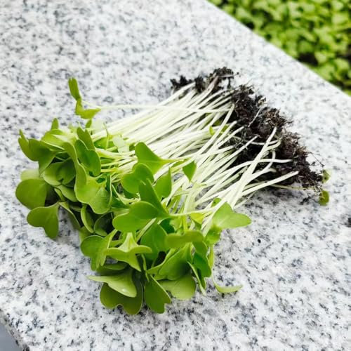 Semillas de pak choi, verduras, hojas de mostaza china semillas de hortalizas variedades antiguas, cama elevada semillas de jardín plantas de jardín plantas para lugares 200pcs