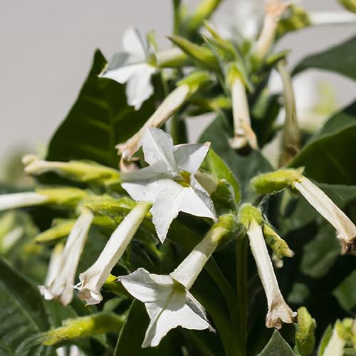 Nicotiana Affinis White Tobacco Plant Seeds - 2250 Flower Seeds