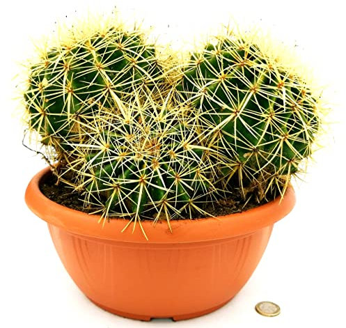POWERS TO FLOWERS - ECHINOCACTUS GRUSONII XXL MULTI SFERA, CIOTOLA 26cm, cuscino della suocera, pianta vera