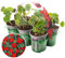 6 x Bedding Plants - Nasturtium Empress of India (Tropaeolum majus) | Outdoor Annuals | Garden Bedding, Border, Pot, Patio Flowers