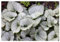 1 x Brunnera macrophylla 'Jack Frost‘ im 1 Liter Topf (Winterhart/Stauden/Staude/Mehrjährig/Bodendecker) Kaukasus Vergissmeinnicht - tolle Blattschmuckstaude - absolut Pflegeleicht - von Stauden Gänge