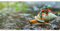 3er-Pack: Postkarte PANORAMA +++ GEO von modern times +++ SCHNECKE & FROSCH * XXL +++ BK.EDITION GEO © Shutterstock