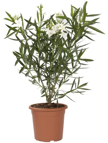 KENTIS - Nerium Oleander Bianco - Oleandro Pianta Vera da Esterno - Piante da Giardino Fiorite Perenni - H 40-50 Vaso Ø 18 cm