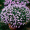 PERZOE Semillas de crisantemo, color mezclado Semillas de flores perennes resistentes Fácil de cultivar Jardín Bonsai Plantas en macetas Semillas de flores 500 piezas