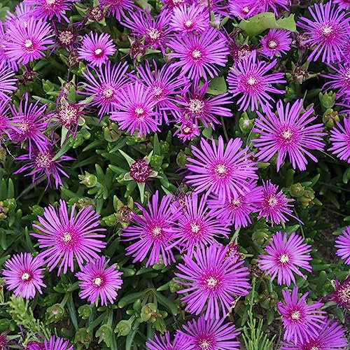 100 Samen Mittagsblume Winterhart Blumen Balkon, Bonsai Samen Delosperma Bienenwiese Saatgut Mehrjährig Winterhart, Pflanzensamen Wildblumen, Winterharte Stauden Garden, Balkon Pflanze
