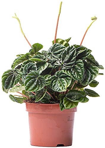 Peperomia Lilian - Radiator Pflanze | Innenraum Zuhause oder das Büro PflanzeIndoo (15-25cm Inkl Topf)