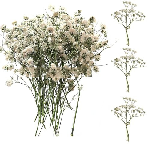 SURALIN 50 Stück weißer Schleierkraut Getrocknet Echtes Natürliches, Trocken Gepresste Blumen Trockenblumen Schleierkraut Kunst, DIY Herstellung von Hochzeitskarten