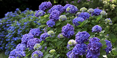 Frische 10 Pz Azalee Semi di fiori per piantare Blu