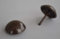 10 Large Heico 19mm Antique Brass Upholstery Nails - Non Rust