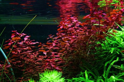 Aquatic Plants 5 x bunch Ludwigia palustris super red