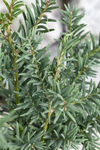 Taxus baccata 'Fips' 20-25 cm – Immergrün, Winterhart, Pflegeleicht – Eibe – Heckenpflanze für Garten & Sichtschutz