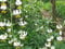 Lot von 25+ Mix Weiß Hybrid Türkenbundlilie Samen, Turks Cap, hardy Schatten Stauden