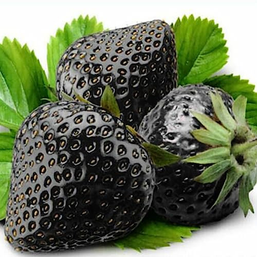 PERZOE 200 Unids Fresa Negra Rara, Semillas Bonsai Fruta Deliciosa Decoración de Plantas de Jardín Semillas de fresa