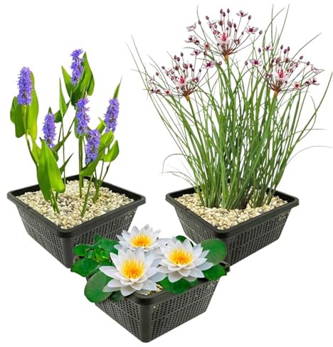 vdvelde.com - Teichpflanzen Set - Weiße Seerose - - Kombi-Set- 9 Pflanzen- Platzierung: -1 bis -100 cm