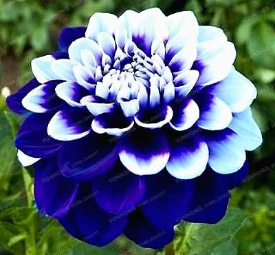 Ponak Las nuevas 10 PC semillas bicolor de la dalia de color azul oscuro mezclada hermosa de jardín