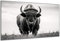 DARO Design - Wand-Bild auf 6mm HDF 84x56 cm Bison frontal schwarz weiß - Wand-Deko Bilder Geschenk