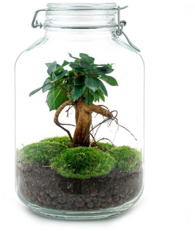Flaschengarten Mason Jar - DIY-Pflanzenterrarium - 28 cm hoch - mit Ficus Ginseng Bonsai