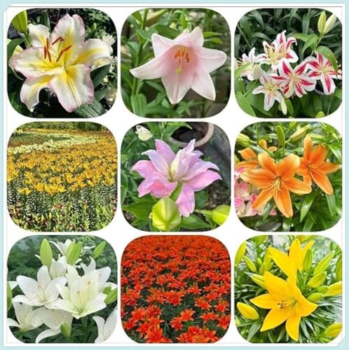 Lilium,Lirio Blanco/naturales/Embellecer el entorno,brillante,horticultura,Decoración Del jardín.-8Pcs-I