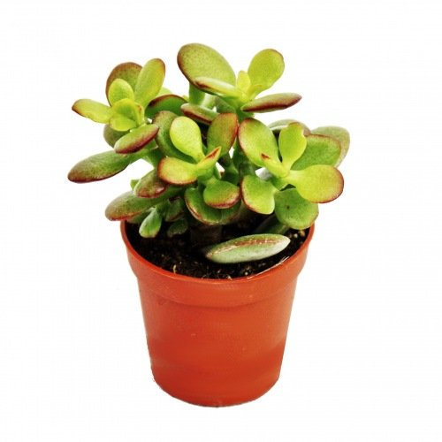 Exotenherz - Crassula portulacea minor - Pfennigbaum - im 5,5cm Topf