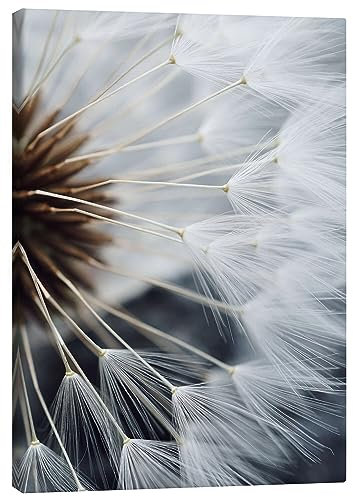 Posterlounge Innenleben einer Pusteblume II Leinwandbild 60 x 80 cm Wandbilder Wanddeko