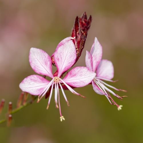 100 piezas magníficas semillas de plantas de velas, Plantas perennes resistentes a las rocas resistentes. (Gaura Lindheimeri) semillas de flores semillas de regalo para invitados Plante