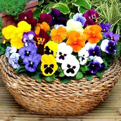 Winter Flowering Pansy 150 Seeds + Freebie + Plant tag Viola wittrockiana hiemalis