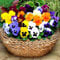 Winter Flowering Pansy 150 Seeds + Freebie + Plant tag Viola wittrockiana hiemalis