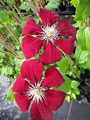 - Clematis Rebecca TM Evipo 016 (N) (60-100 cm) - Waldrebe/Klematis Rebecca