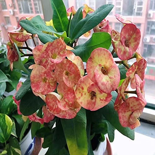 christusdorn pflanze samen - Euphorbia milii - Seltene Pflanzen serie - balkonblumen bienenweide saatgut kunst pflanzen pflanzensamen geschenk exotische zimmerpflanzen garten blumen 250 Stück