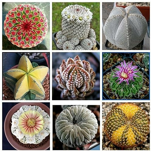 PERZOE 200 semi di cactus di colore misto, piante grasse, giardino domestico, bonsai, balcone Colore misto Semi Di Cactus